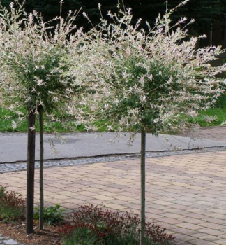 Obrzok (1)